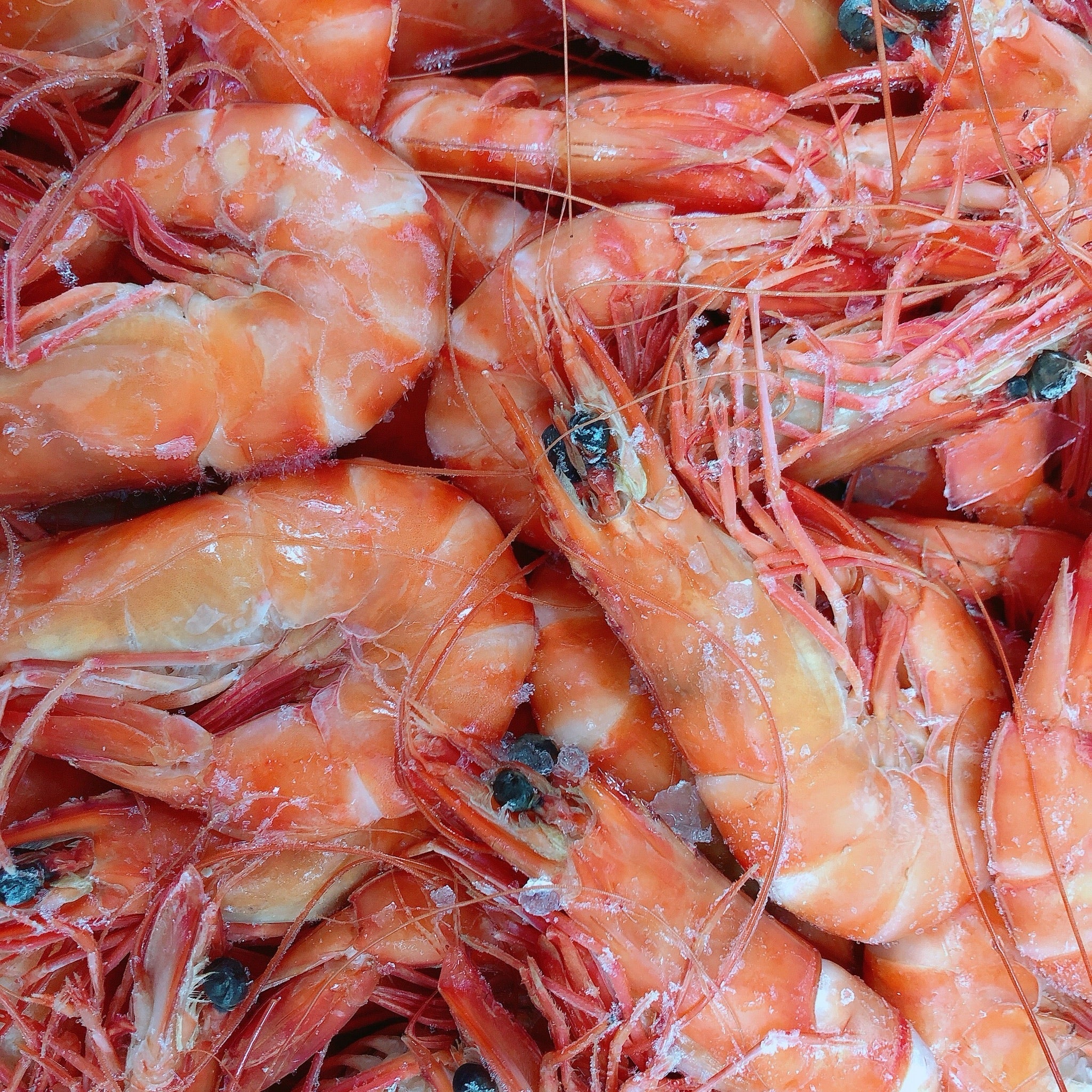 AUSTRALIAN COOKED XL TIGER PRAWNS 3KG BOX (FROZEN 10/15)