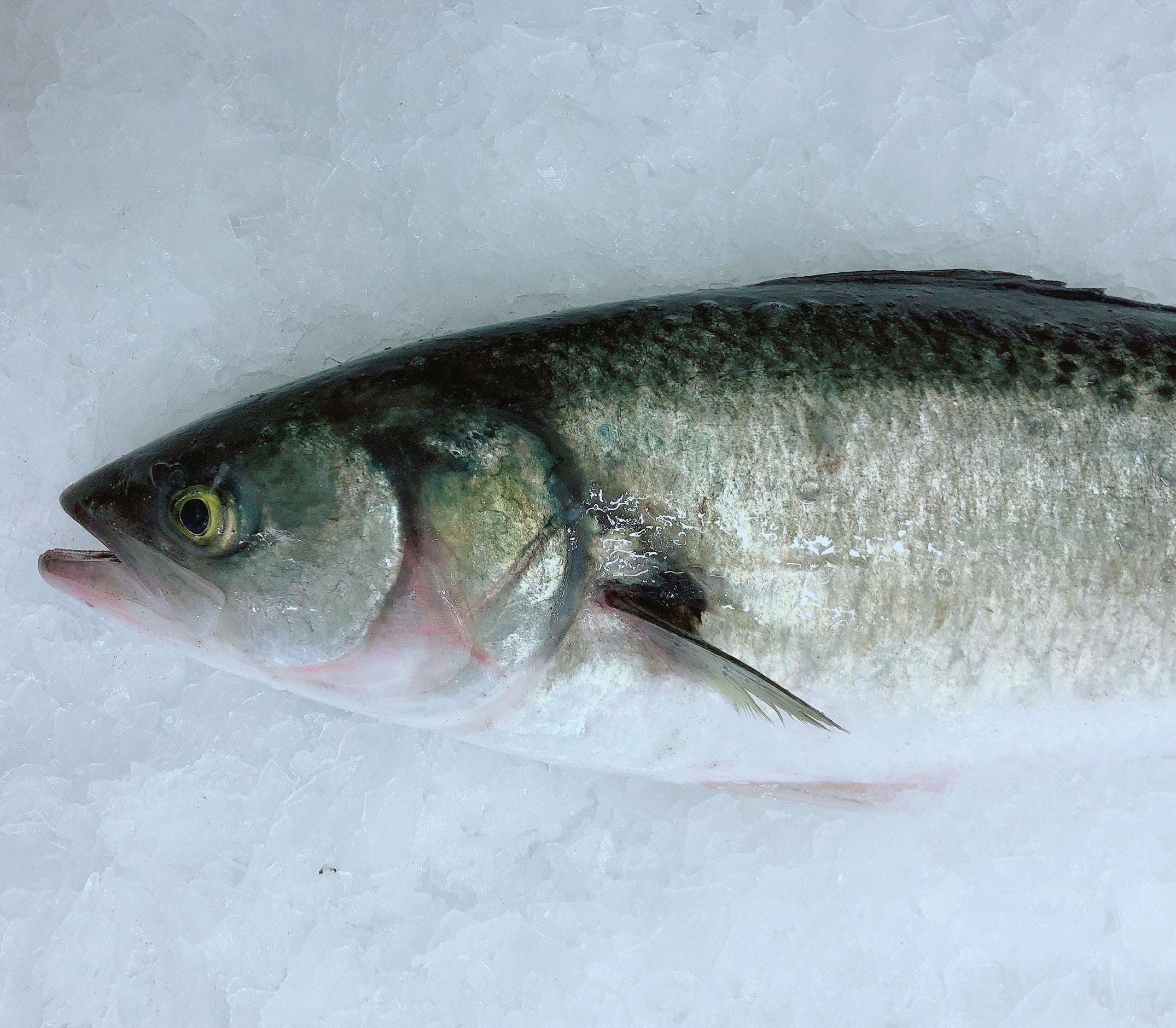 AUSTRALIAN SALMON 900G - 1.1KG (1 FISH)