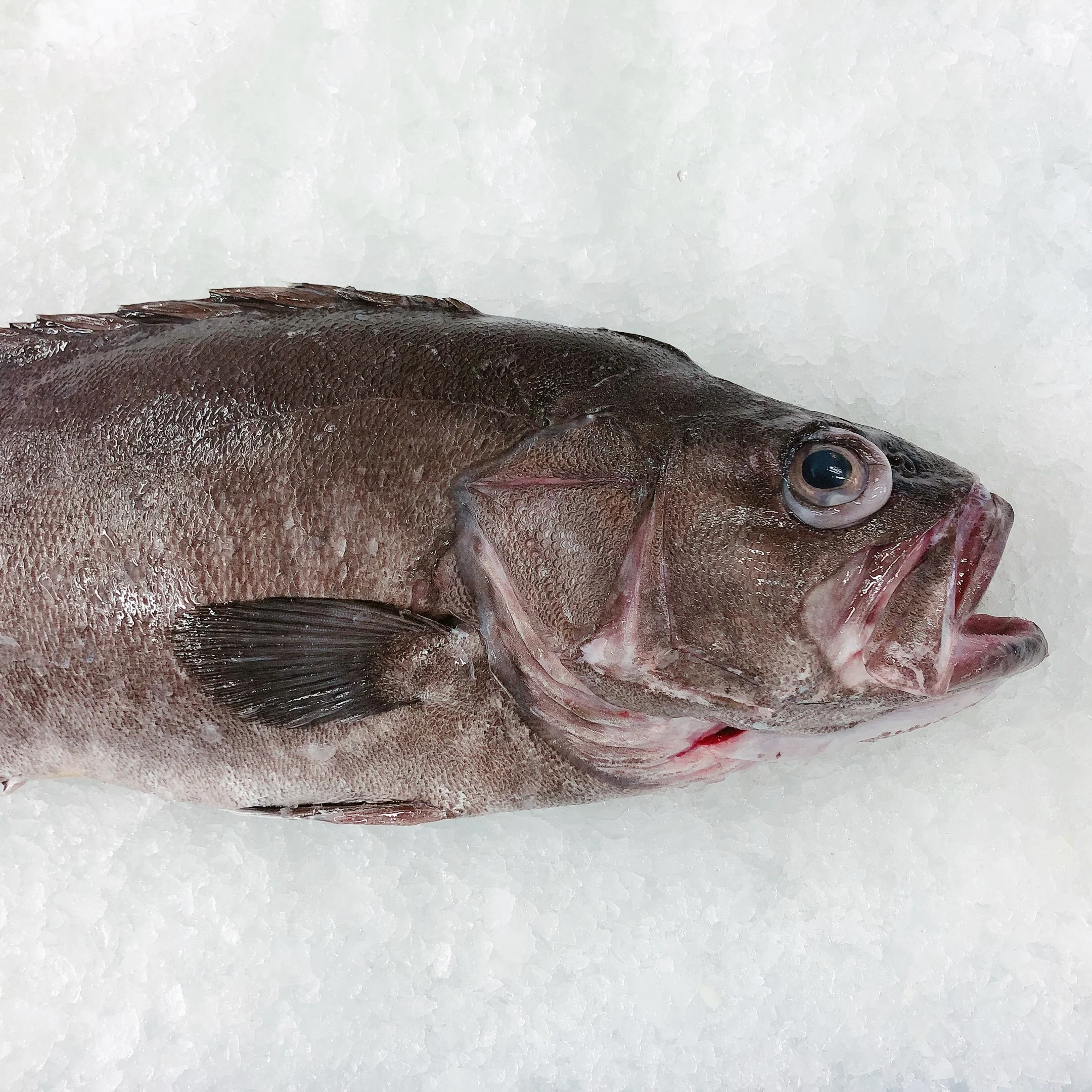 BASS GROPER 3.8KG - 8KG $49.99/KG
