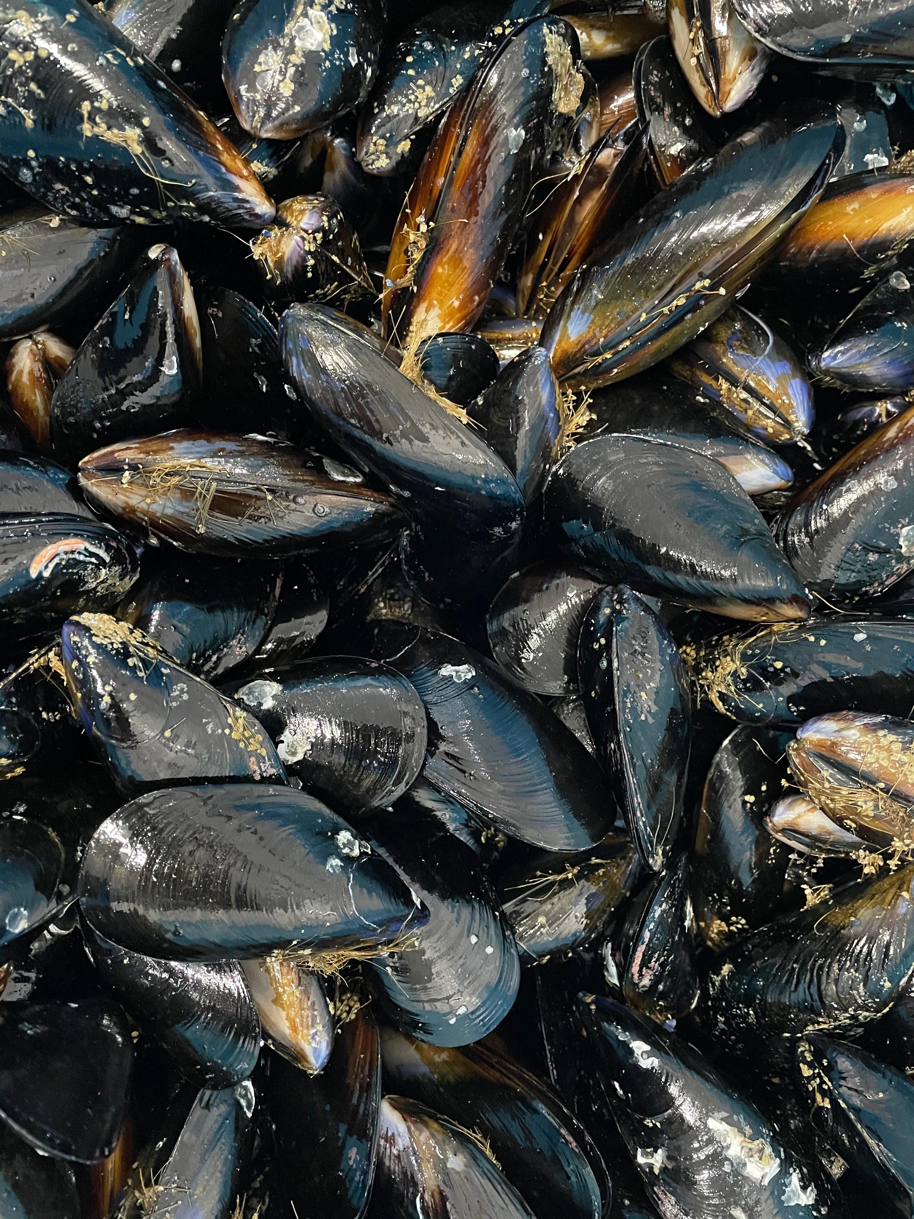 BLACK MUSSELS LOOSE (MIN 1KG)