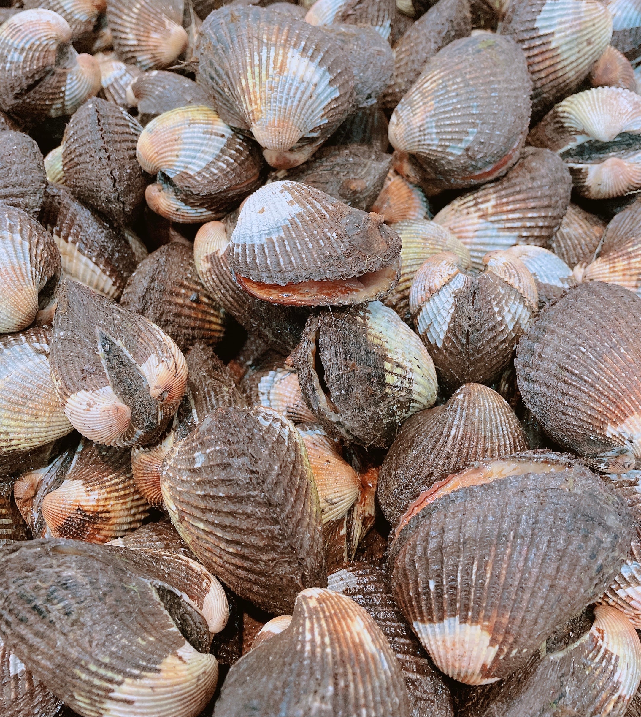 BLOOD COCKLES (MIN 1KG)