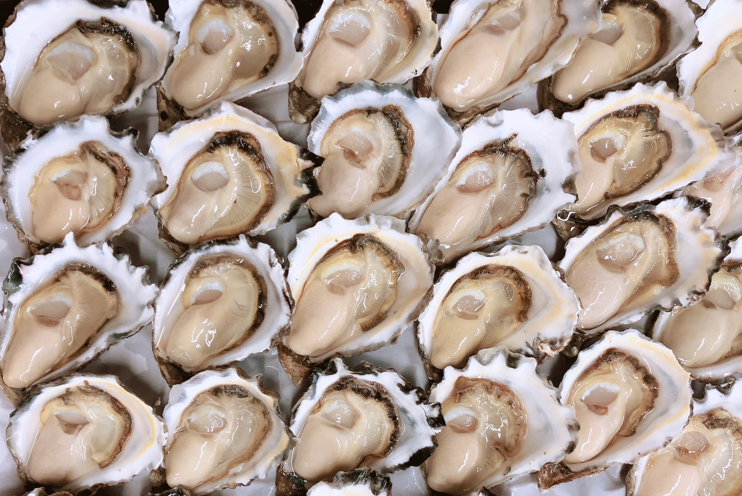 BULK PURCHASE LARGE SYDNEY ROCK OYSTERS (10 DOZ)