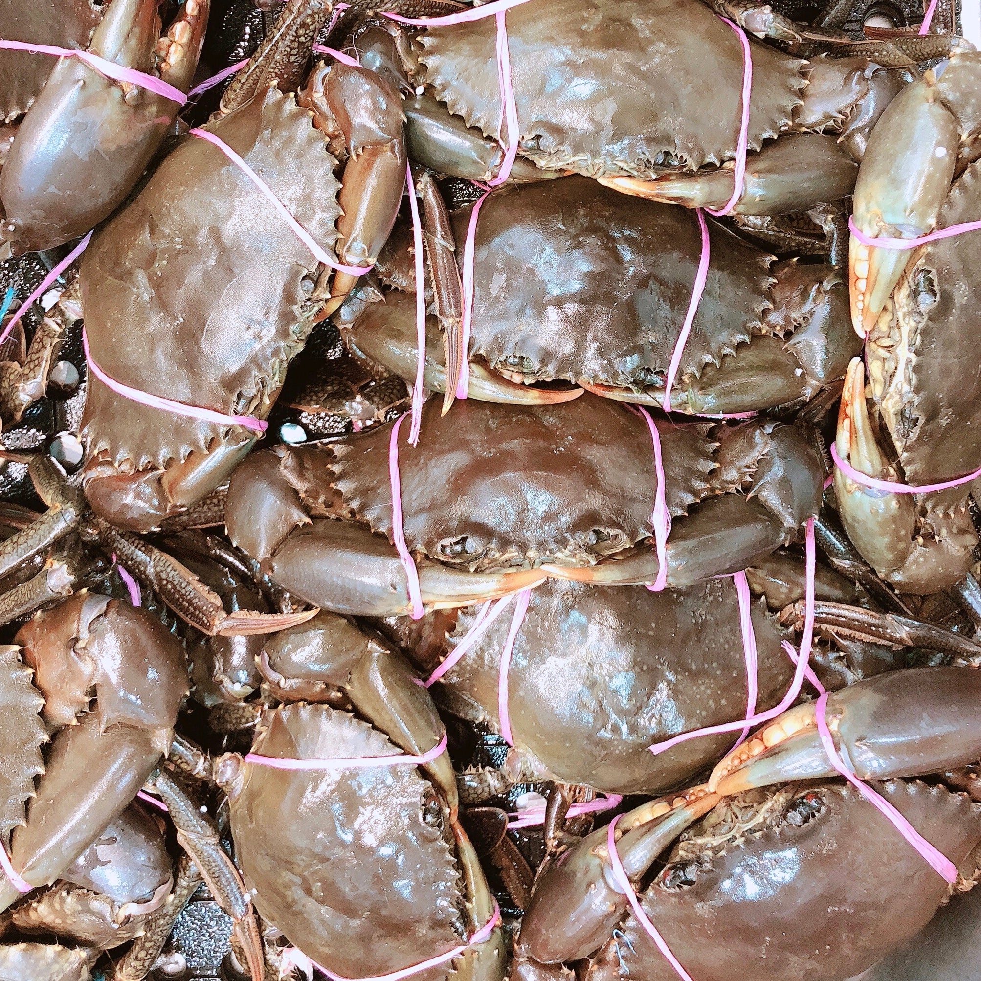 BULK PURCHASE LIVE MALE MUD CRABS (10KG)