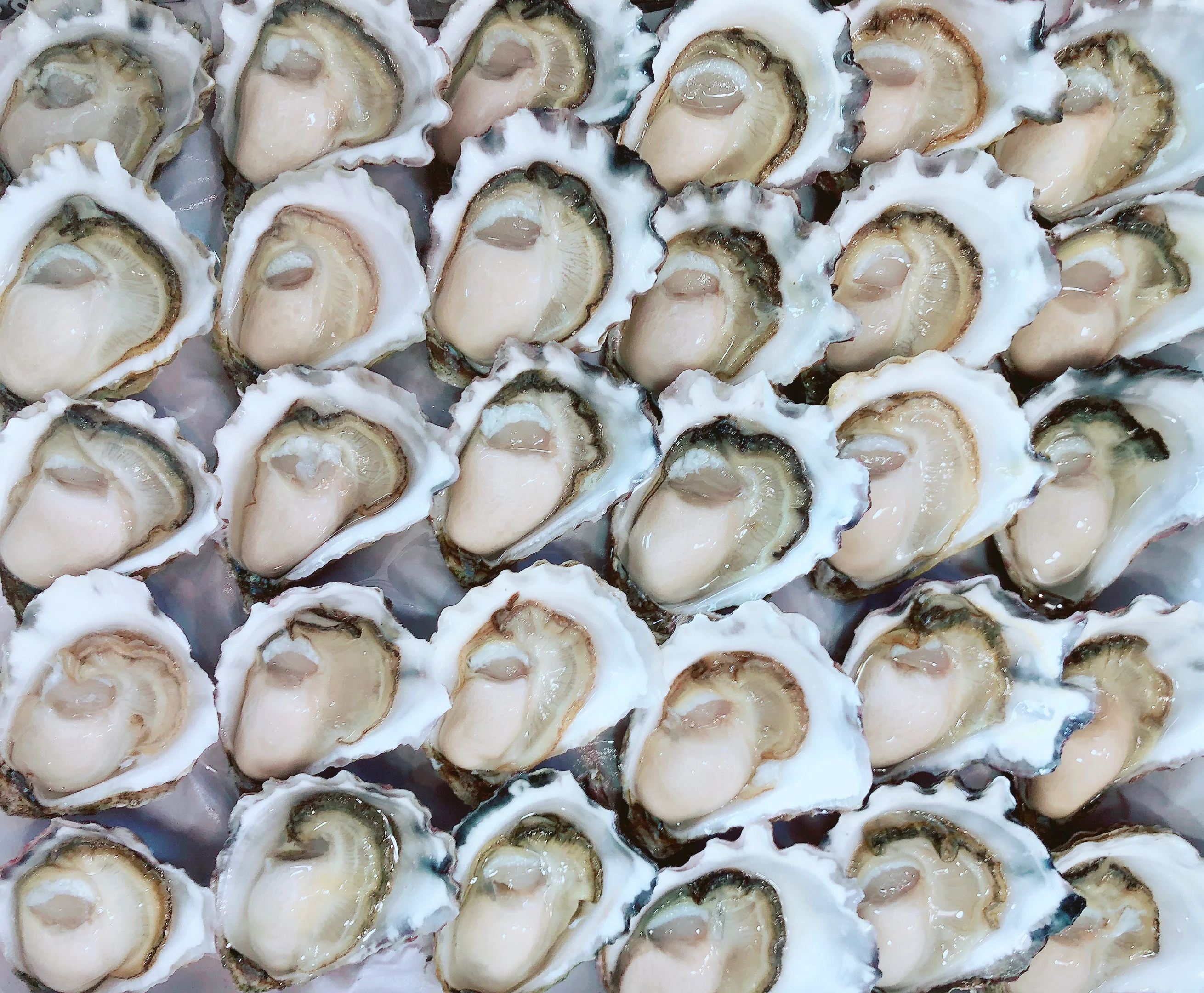 BULK PURCHASE PLATE SIZE SYDNEY ROCK OYSTERS (10 DOZ)