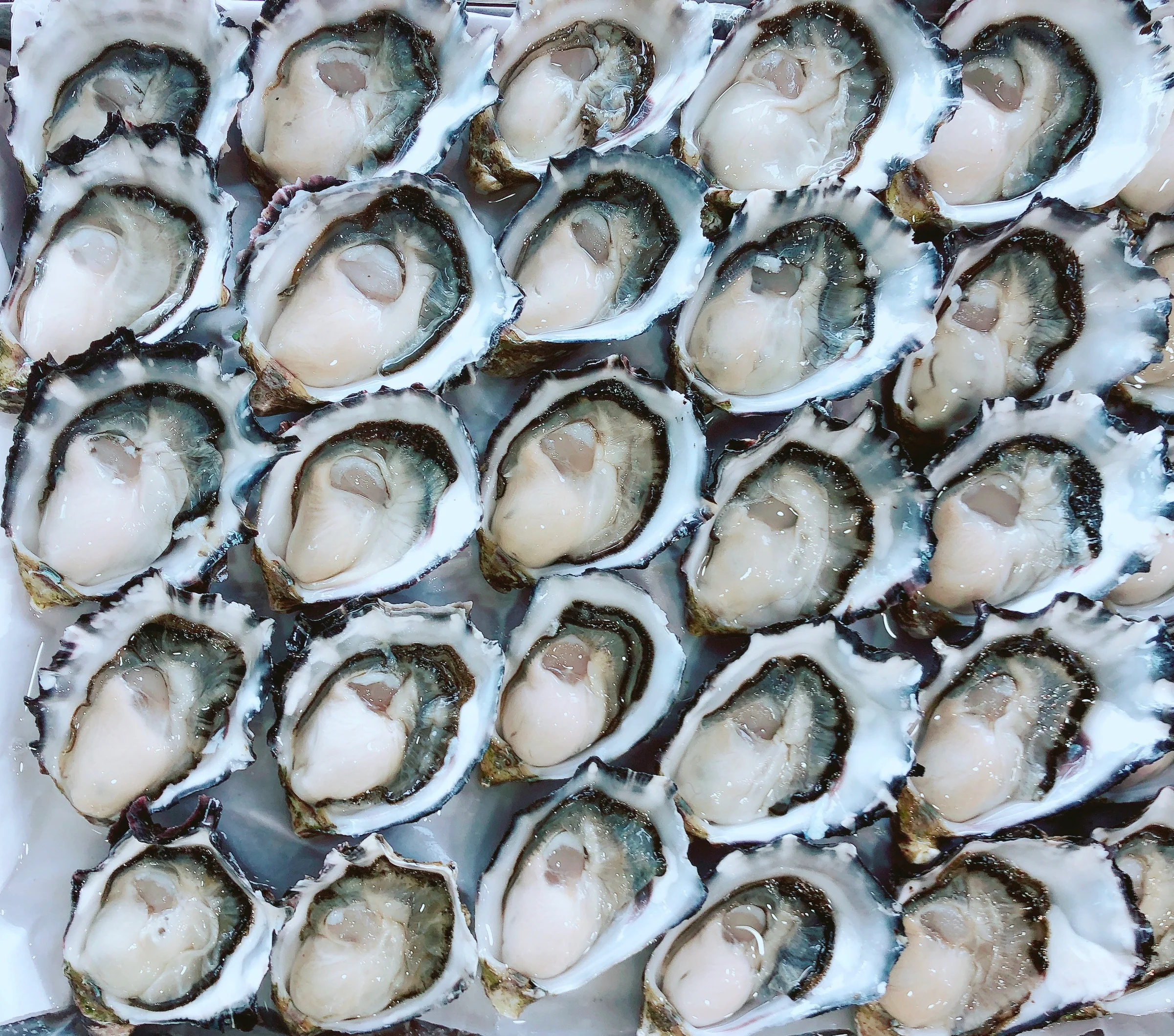 BULK PURCHASE STANDARD PACIFIC OYSTERS (10 DOZ)