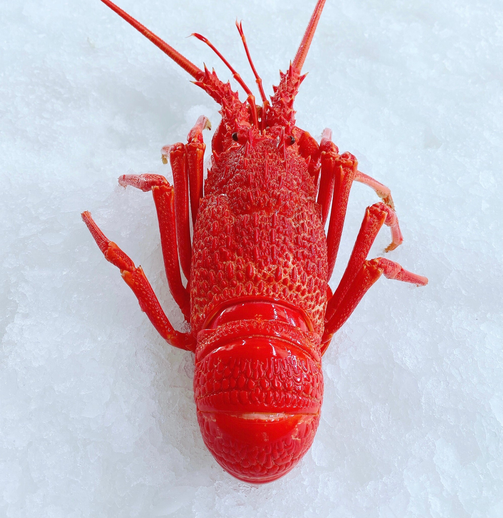 COOKED SOUTHERN (TASMANIAN) ROCK LOBSTERS 800G - 1KG (1 EACH)