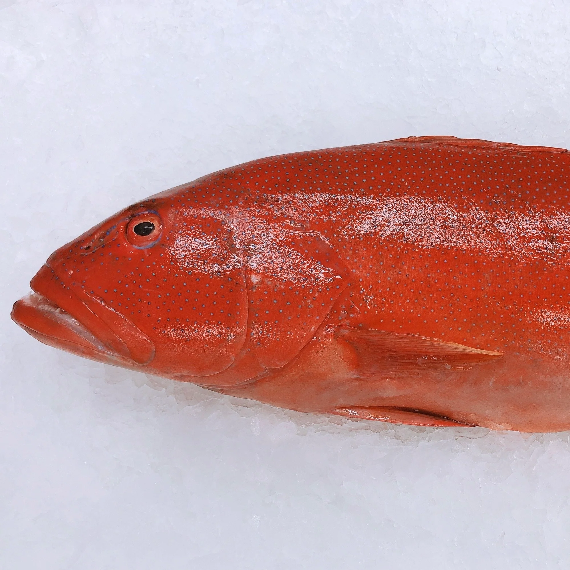 CORAL TROUT 2.4KG - 2.6KG (1 FISH)