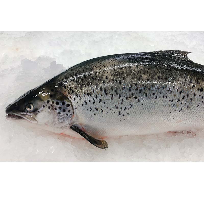 HUON TASMANIAN ATLANTIC SALMON 6KG - 6.2KG (MIN 1 FISH)