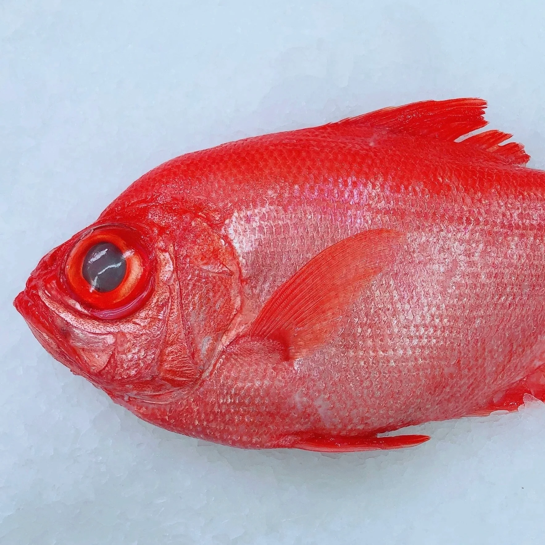 IMPERADORE 1.5KG - 1.7KG (1 FISH)