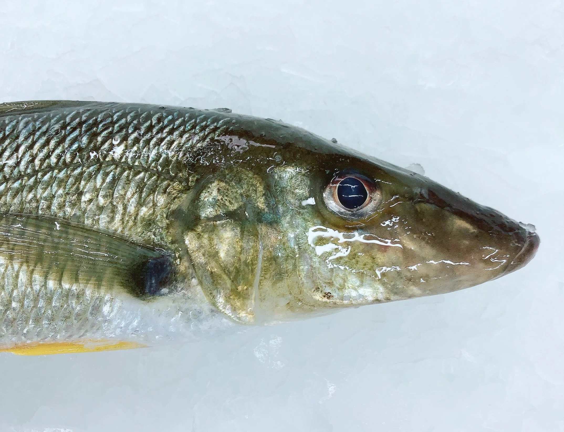 JUMBO SAND WHITING 600G - 700G (1 FISH)