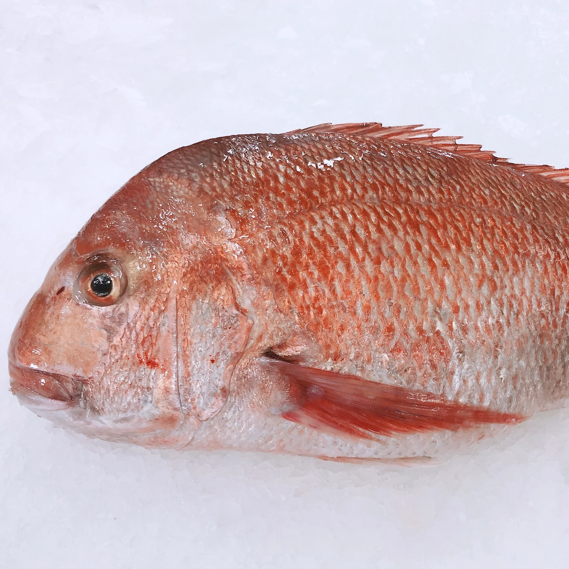 LARGE N.Z. SNAPPER 2.8KG - 3KG (1 FISH)