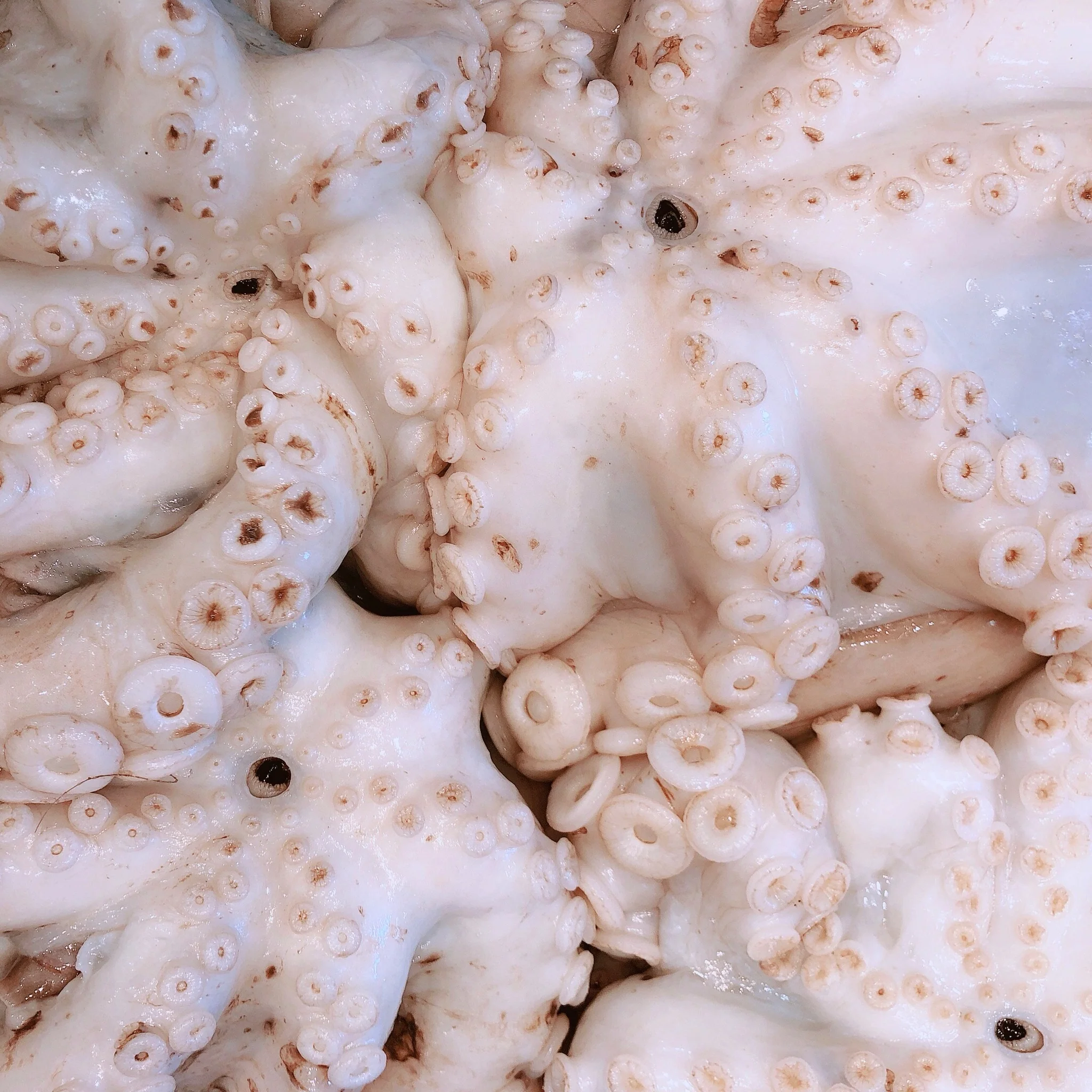 LARGE OCTOPUS 3KG - 6KG $36.99/KG