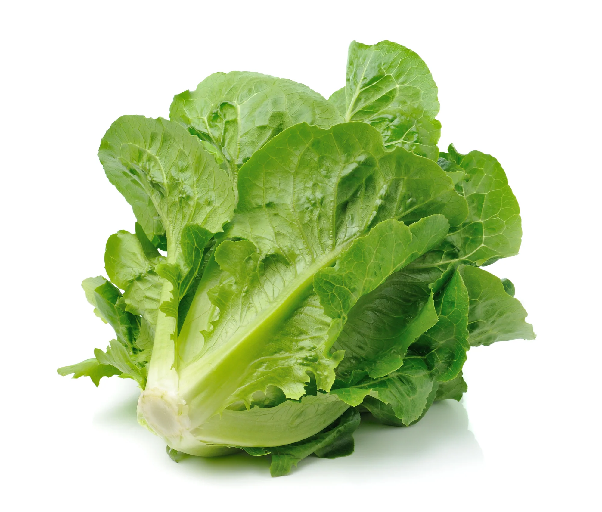 LETTUCE BABY COS (TWIN PACK)