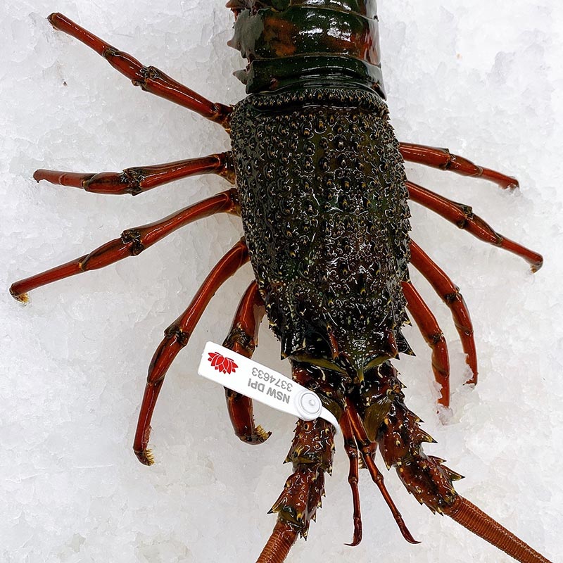 LIVE EASTERN (LOCAL) ROCK LOBSTERS 900G - 1KG