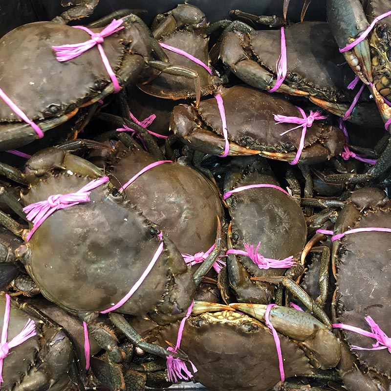 LIVE FEMALE MUD CRABS 500G - 600G (1 CRAB)