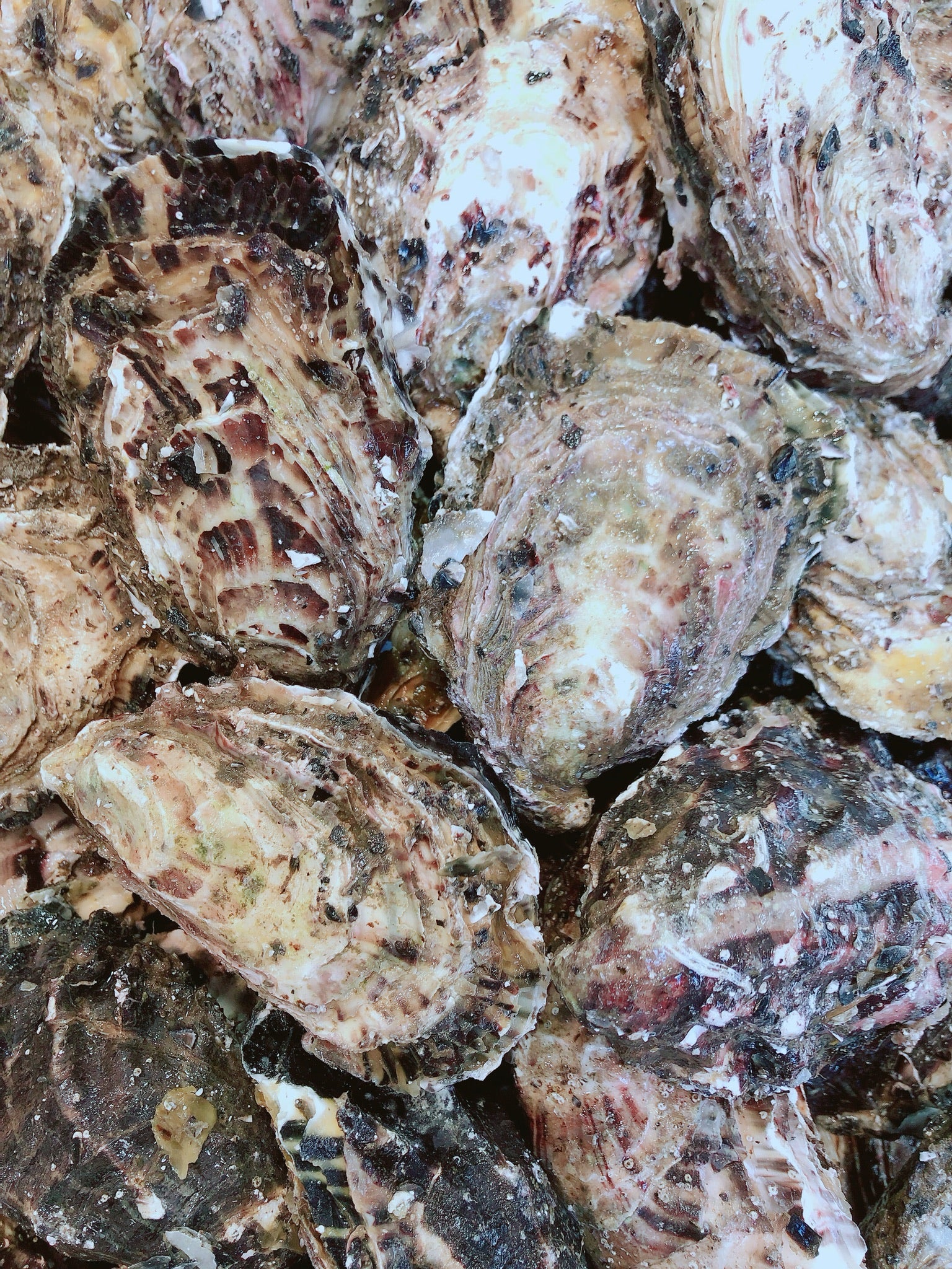 LIVE JUMBO PACIFIC OYSTERS (1/2 DOZ)