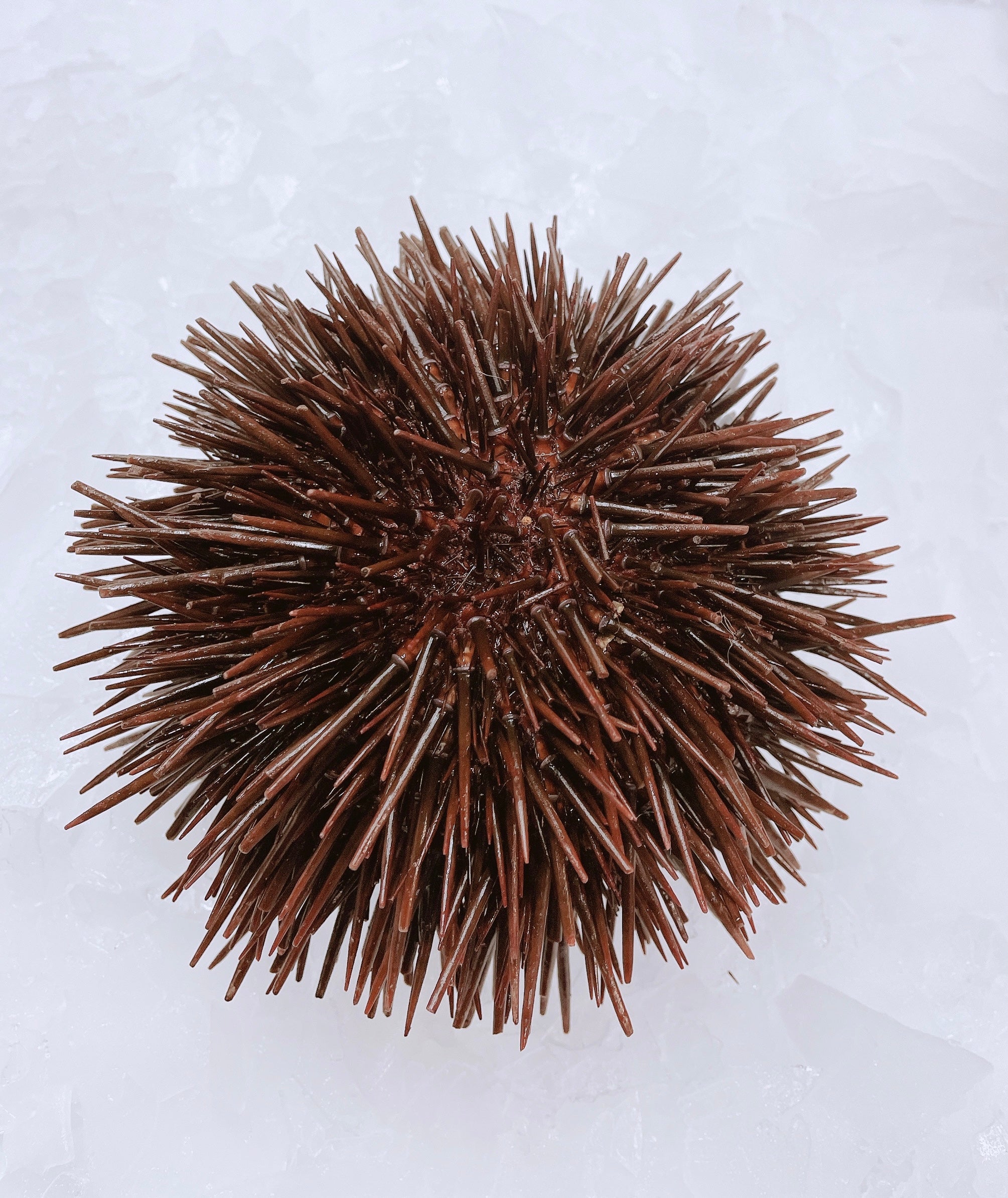 LIVE SEA URCHINS 600G - 700G (1 EACH)