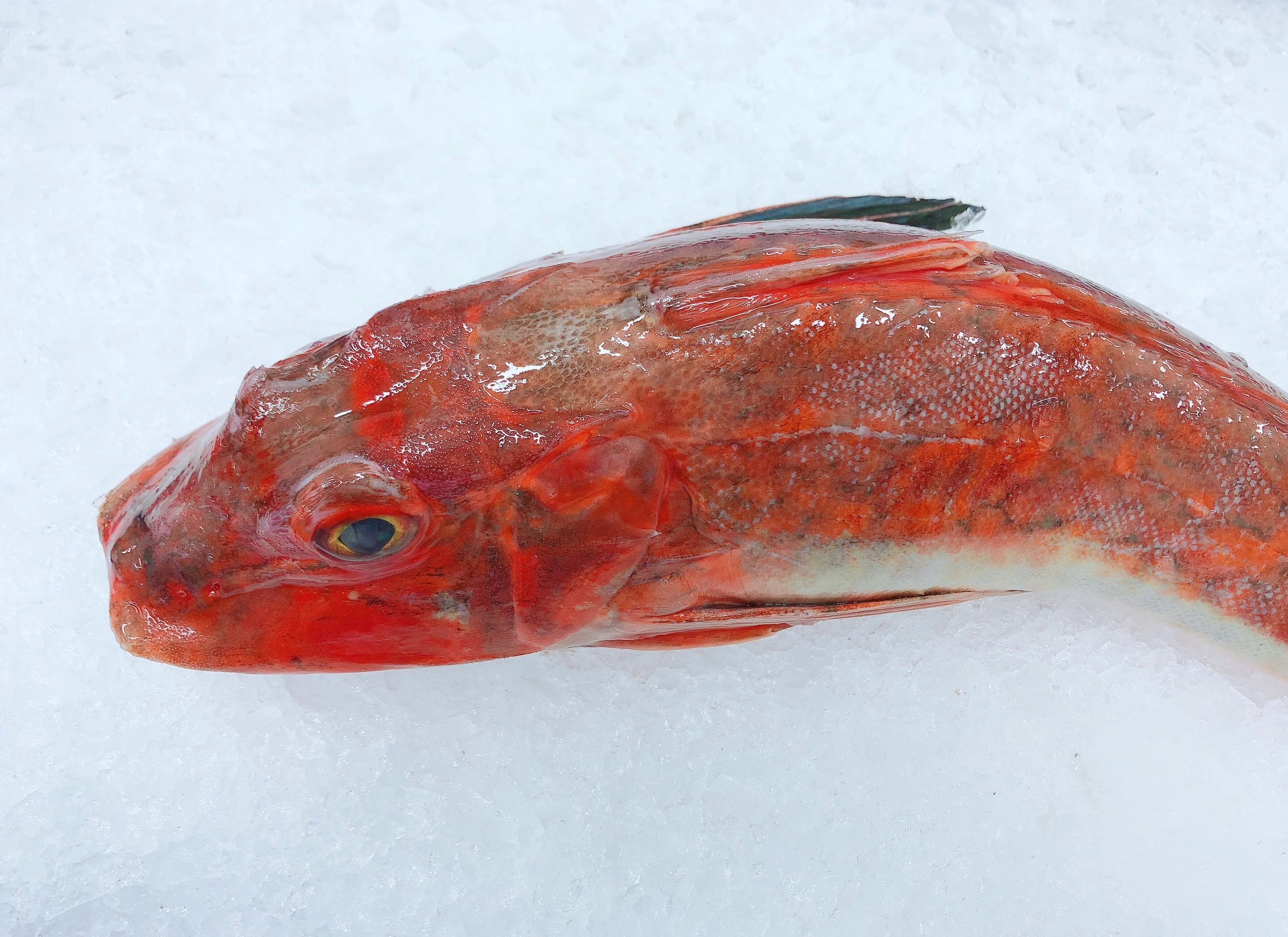 LOCAL RED GURNARD 700G - 900G (1 FISH)