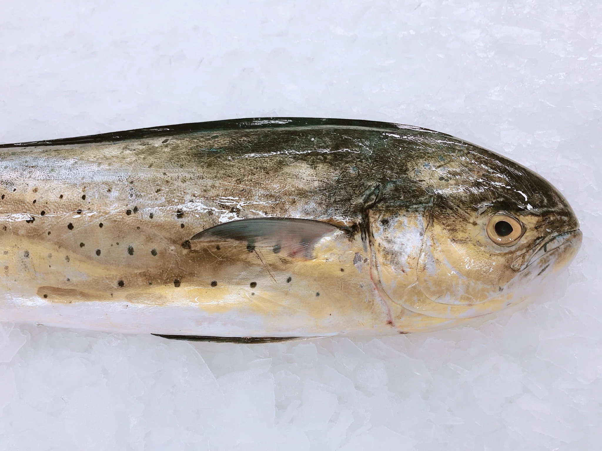 MAHI MAHI 1.8KG - 2KG (1 FISH)