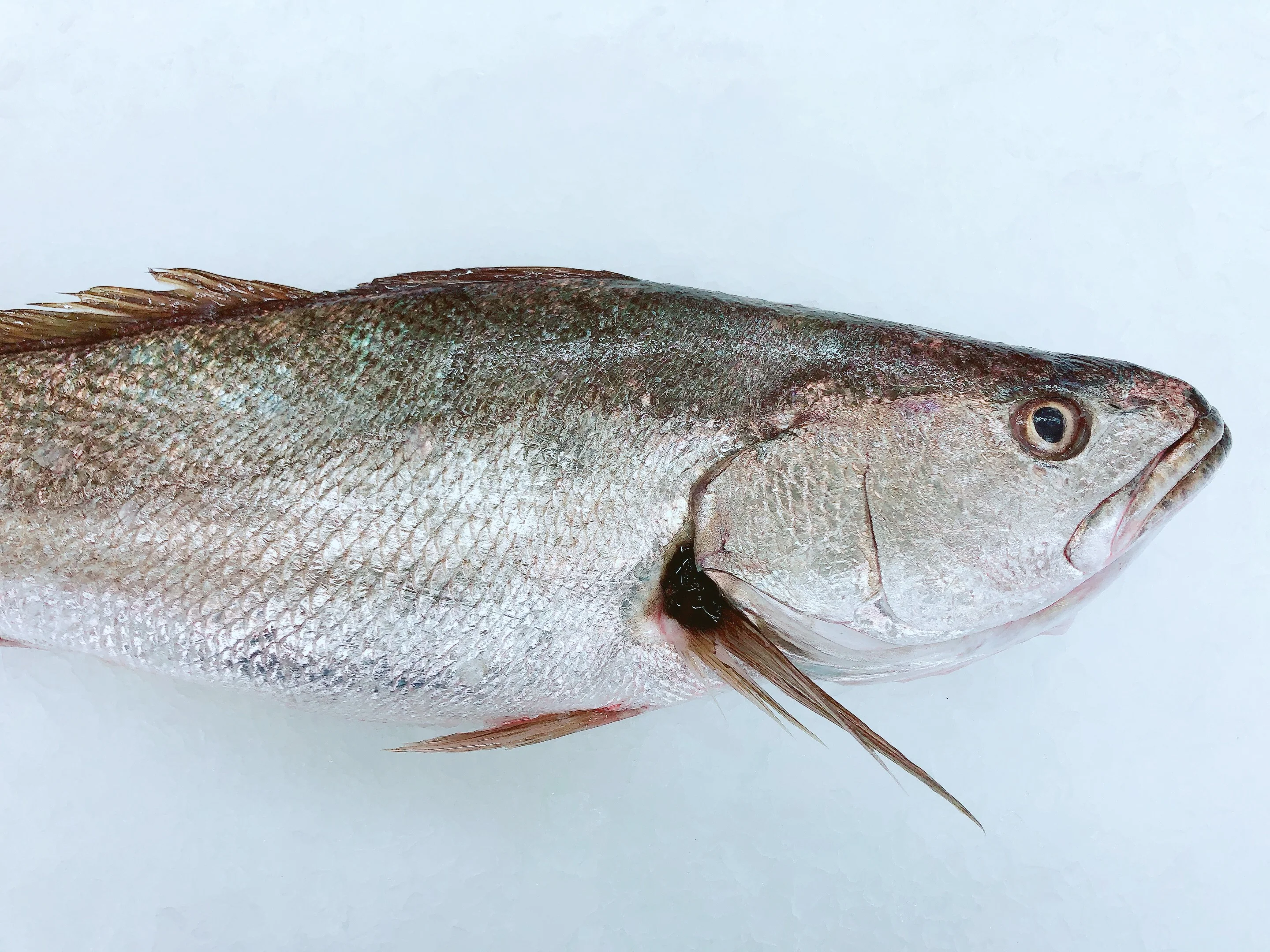 MULLOWAY (JEWFISH) 3KG - 6KG $20.99/KG