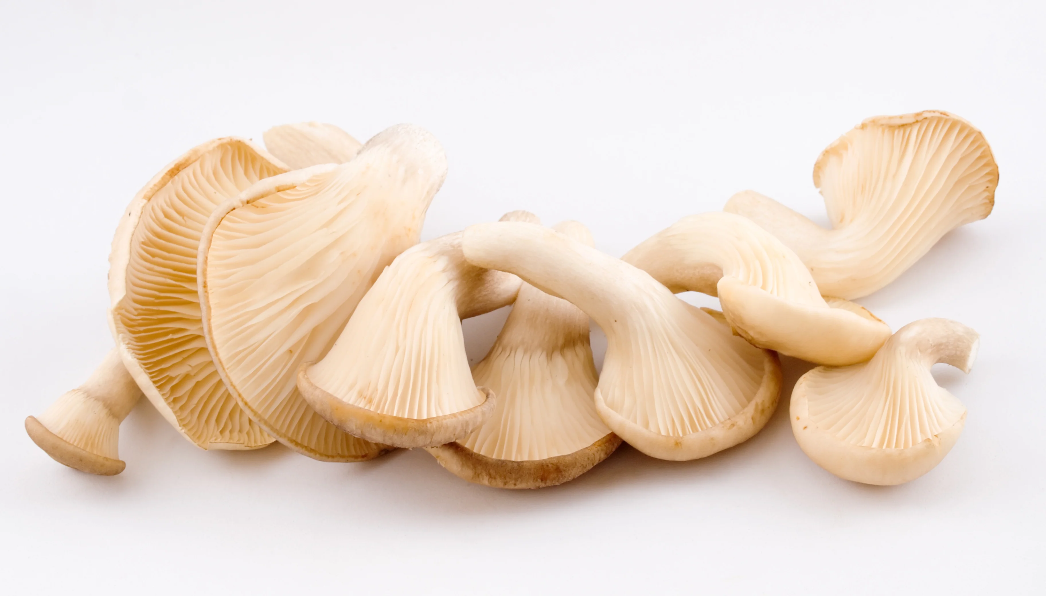 MUSHROOMS OYSTER (150G)