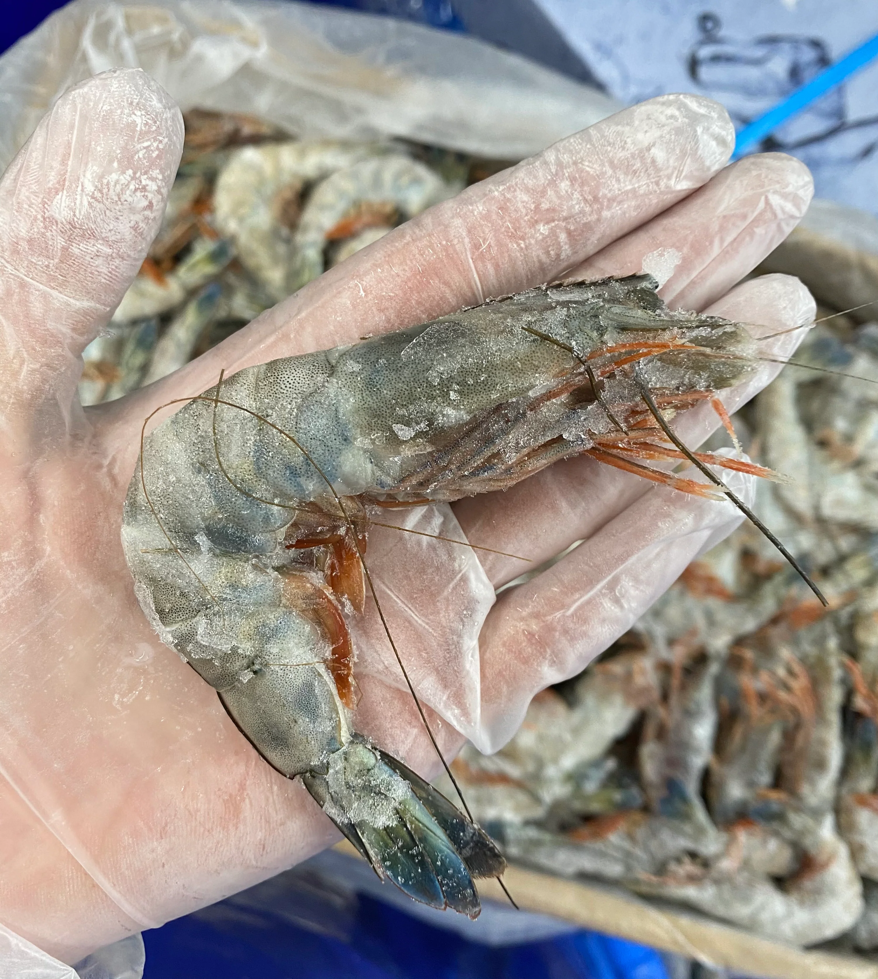 PARADISE PRAWNS SASHIMI GRADE 1KG BOX 26-30 PIECES/KG (XL)