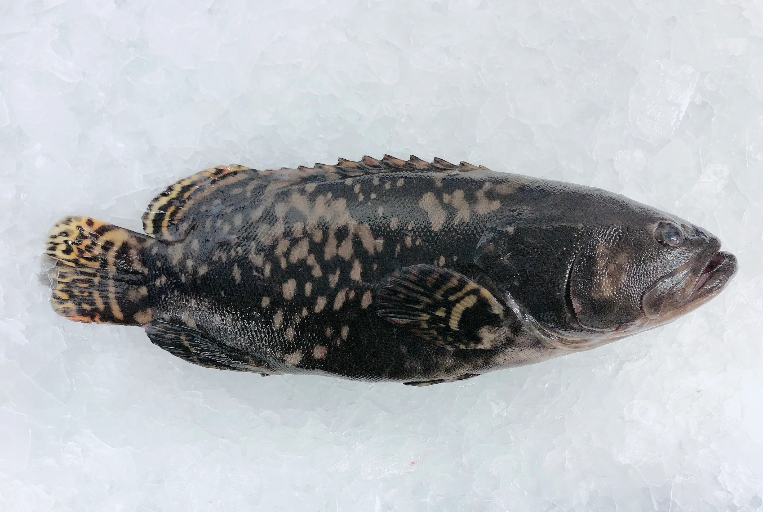 QLD GROUPER 800G - 1KG (1 FISH)