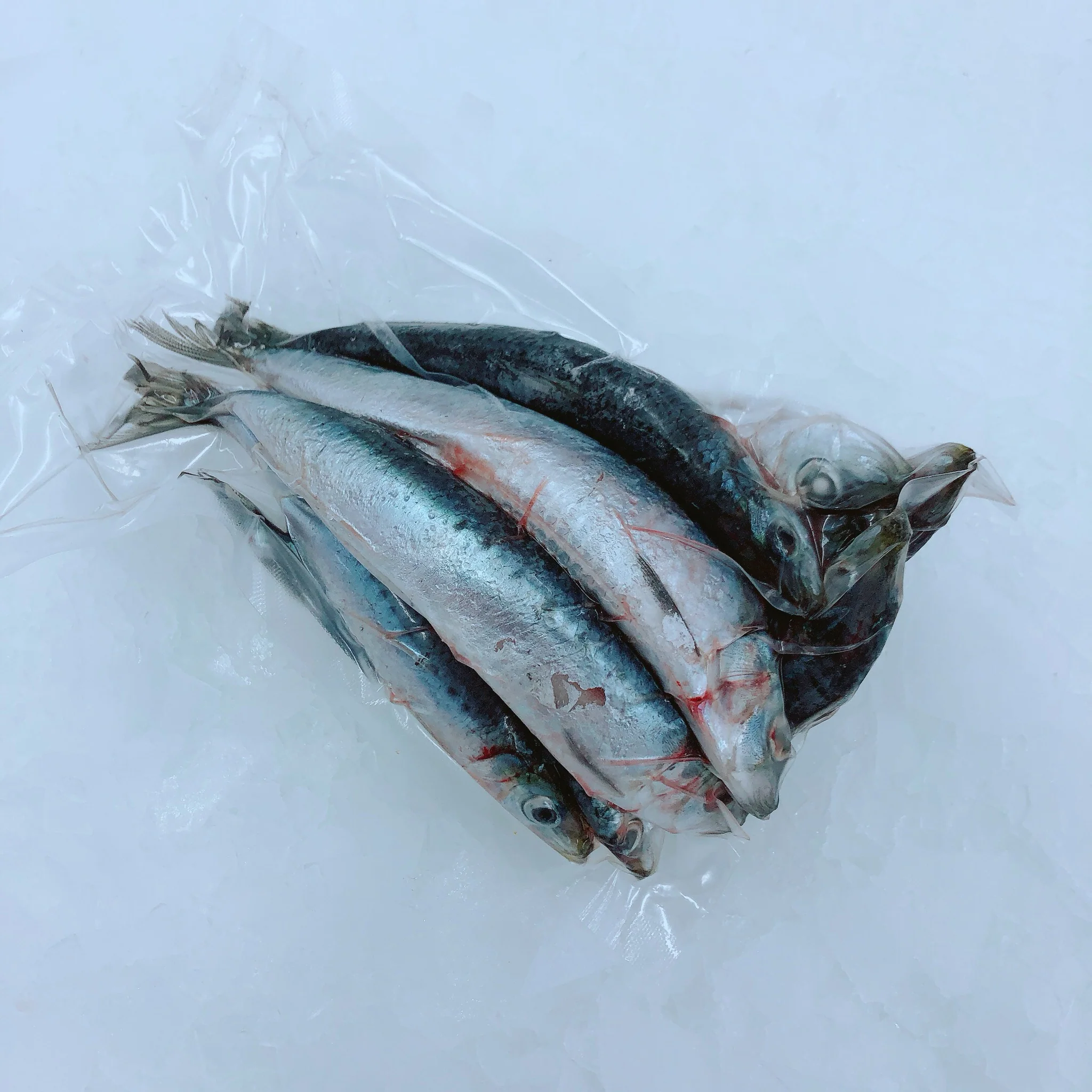 SARDINES FROZEN 500G