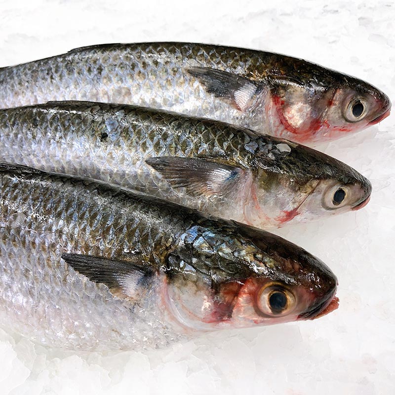 SEA MULLET 800G - 1KG (1 FISH)