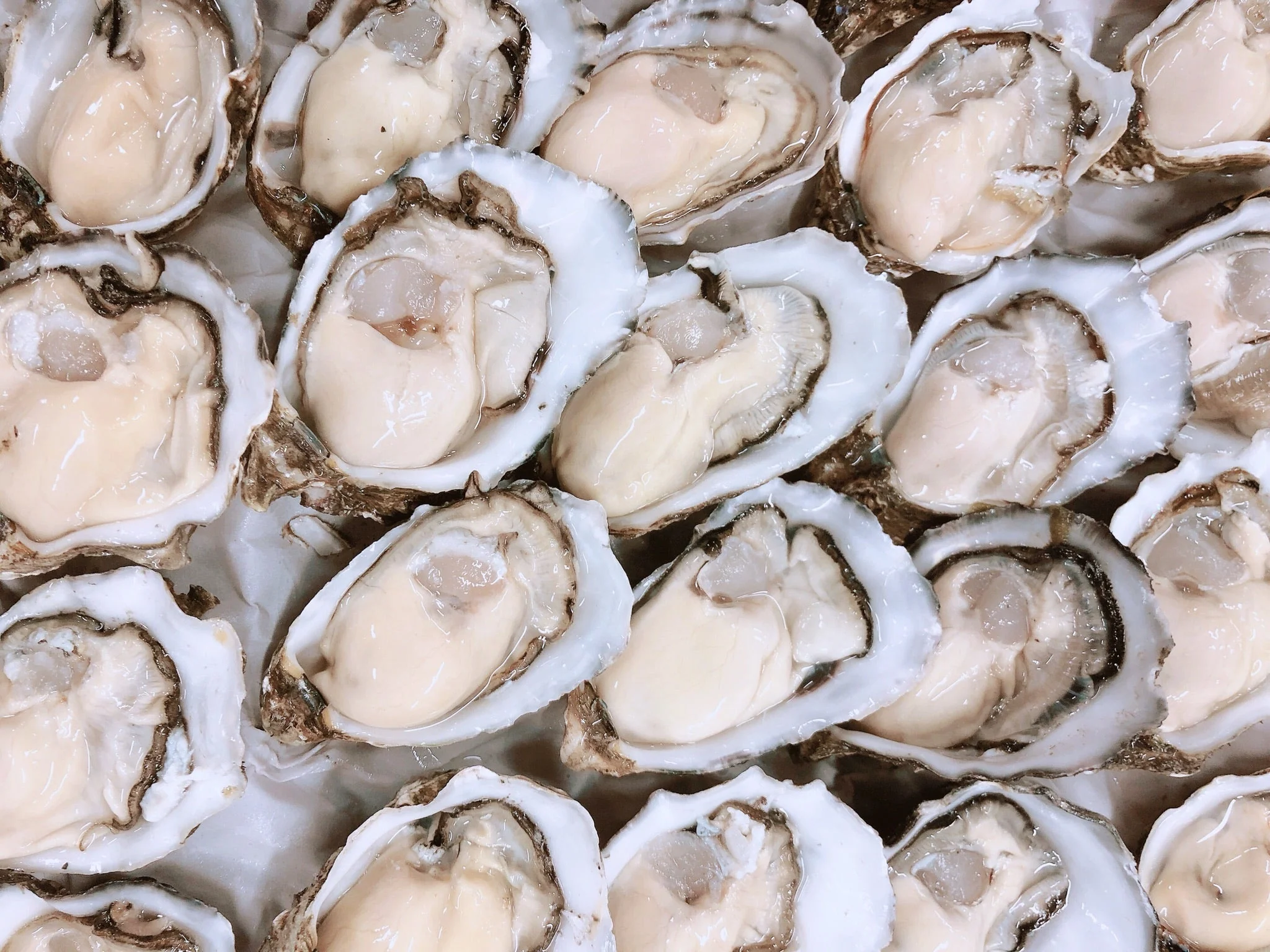 COFFIN BAY PACIFIC OYSTERS (1/2 DOZ) - Image 3