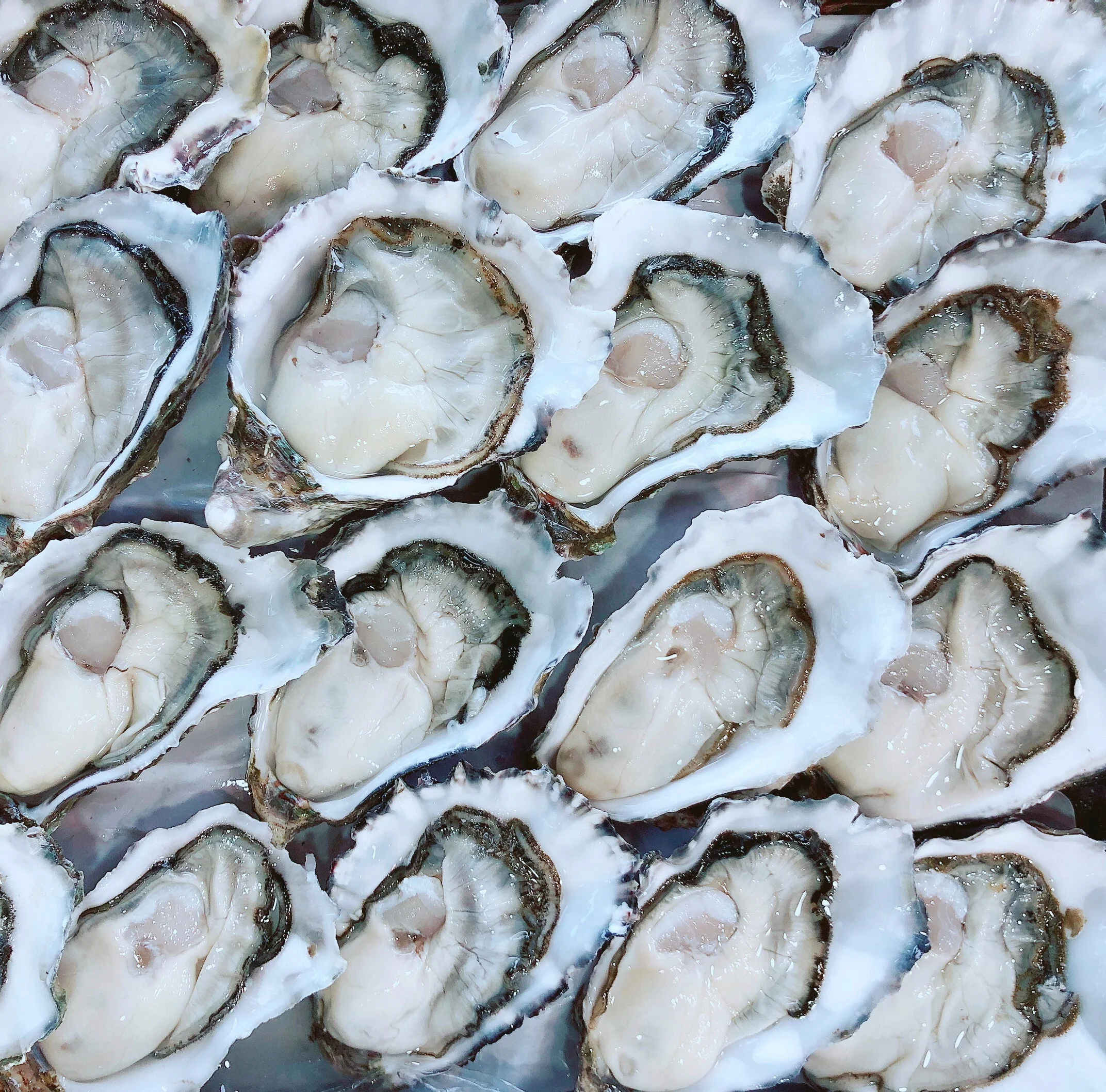 COFFIN BAY PACIFIC OYSTERS (1/2 DOZ) - Image 4