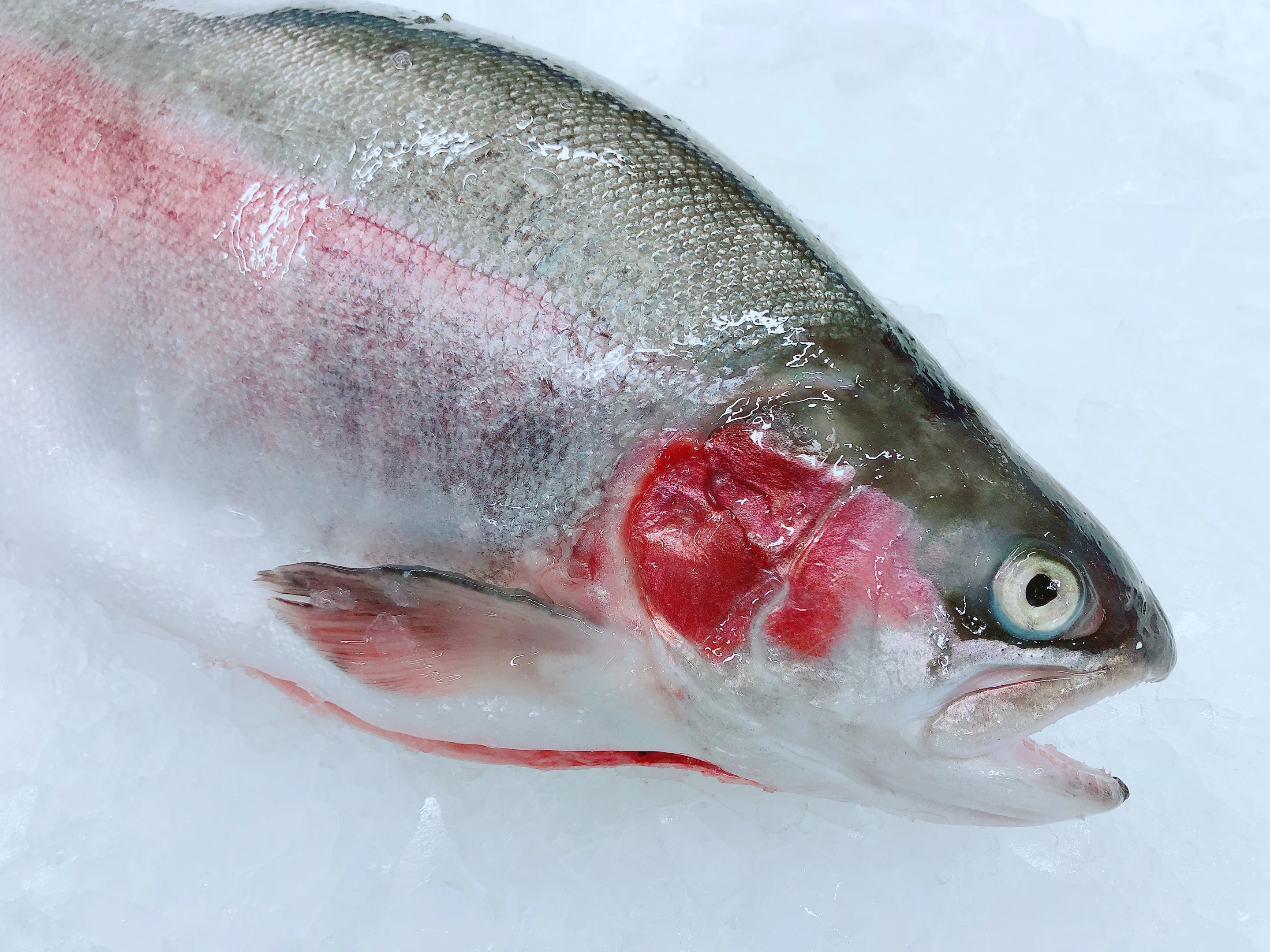 TASMANIAN PETUNA OCEAN TROUT 3.3KG - 3.5KG (1 FISH)