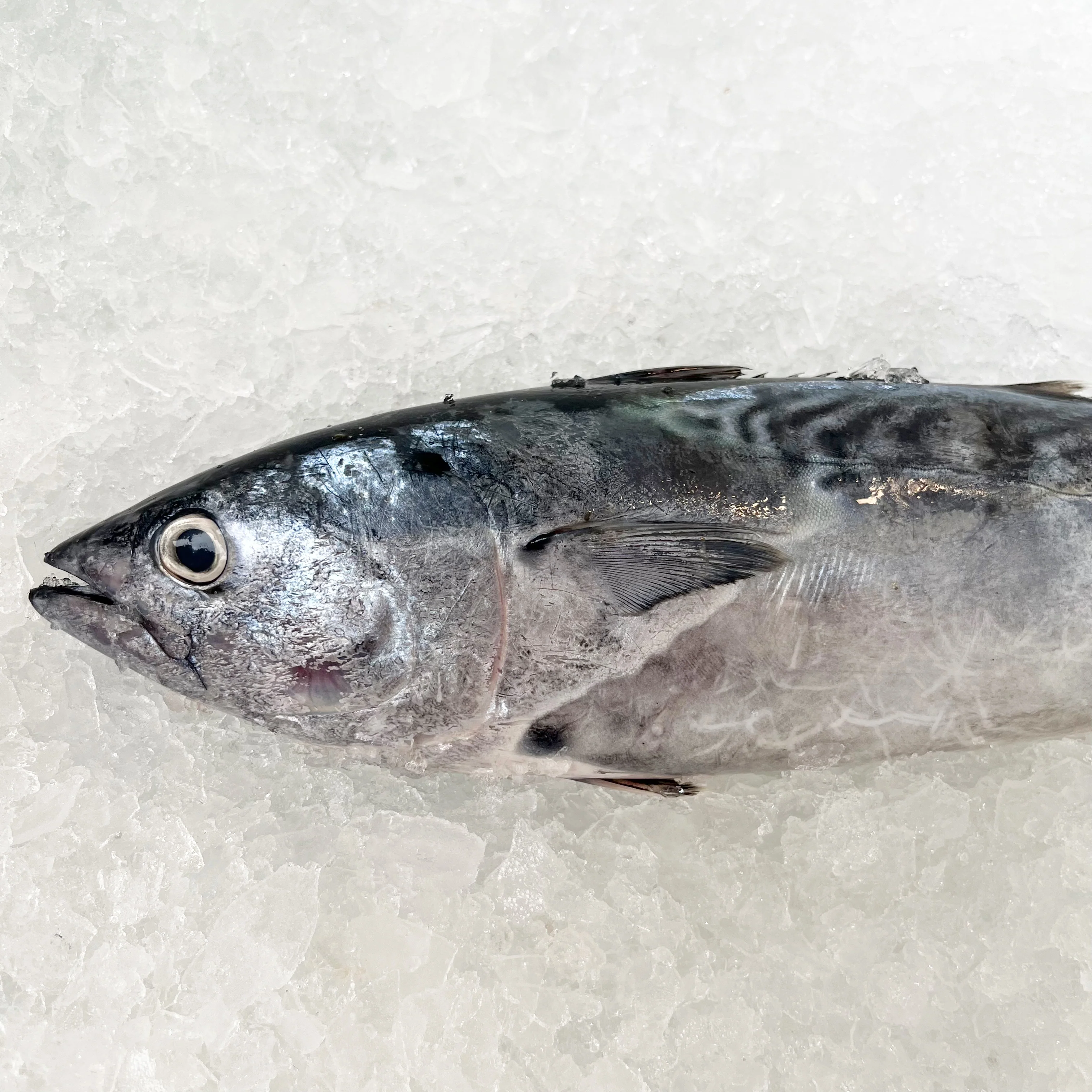 TUNA MACKEREL 1KG - 1.2KG (1 FISH)