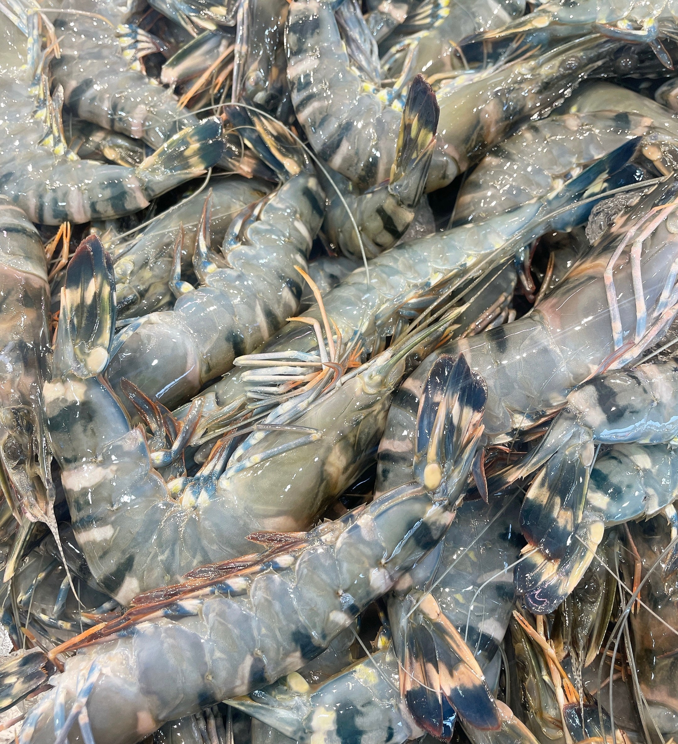 XL FARMED GREEN TIGER PRAWNS (MIN 500G)