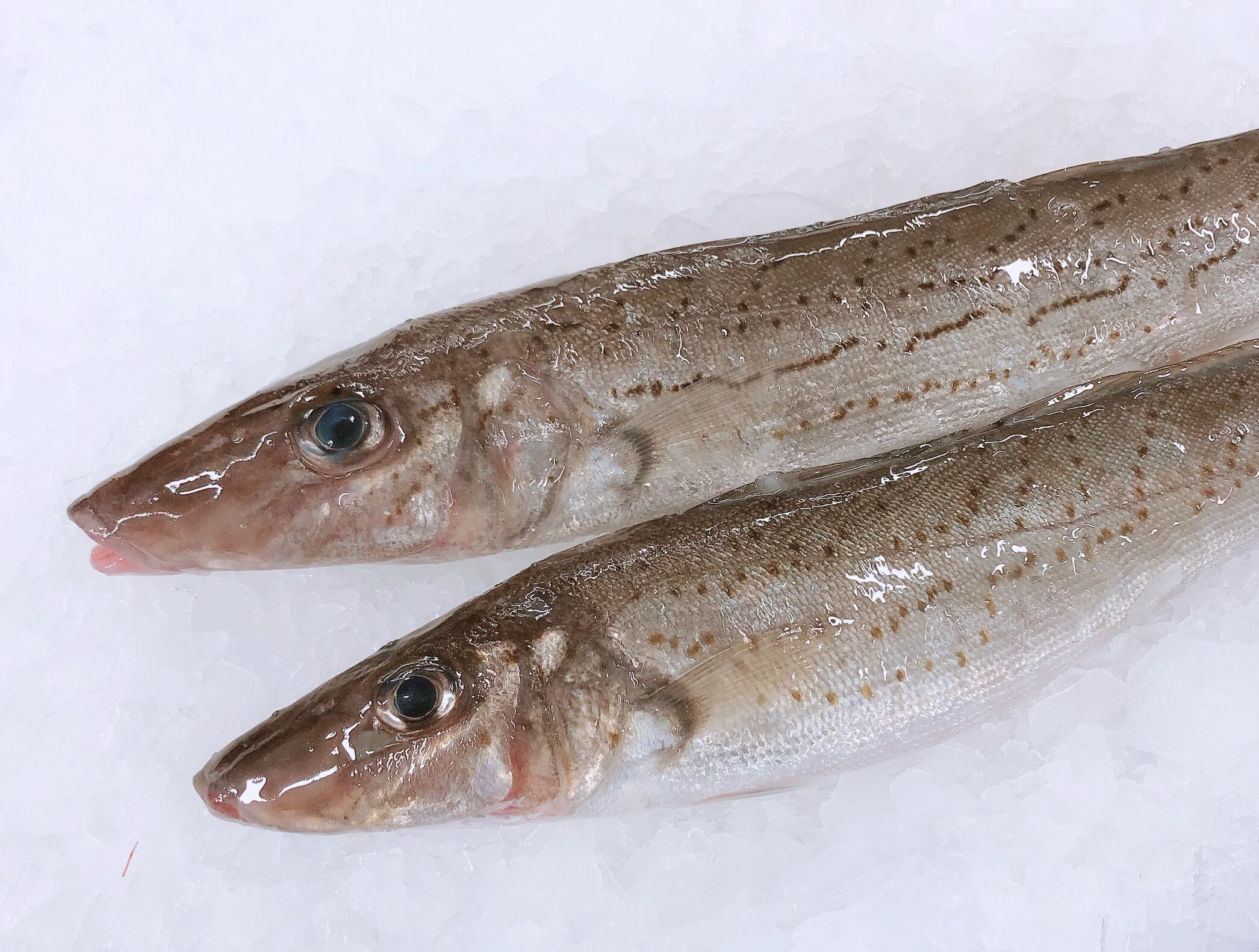 XL KING GEORGE WHITING 900G - 1KG (1FISH)