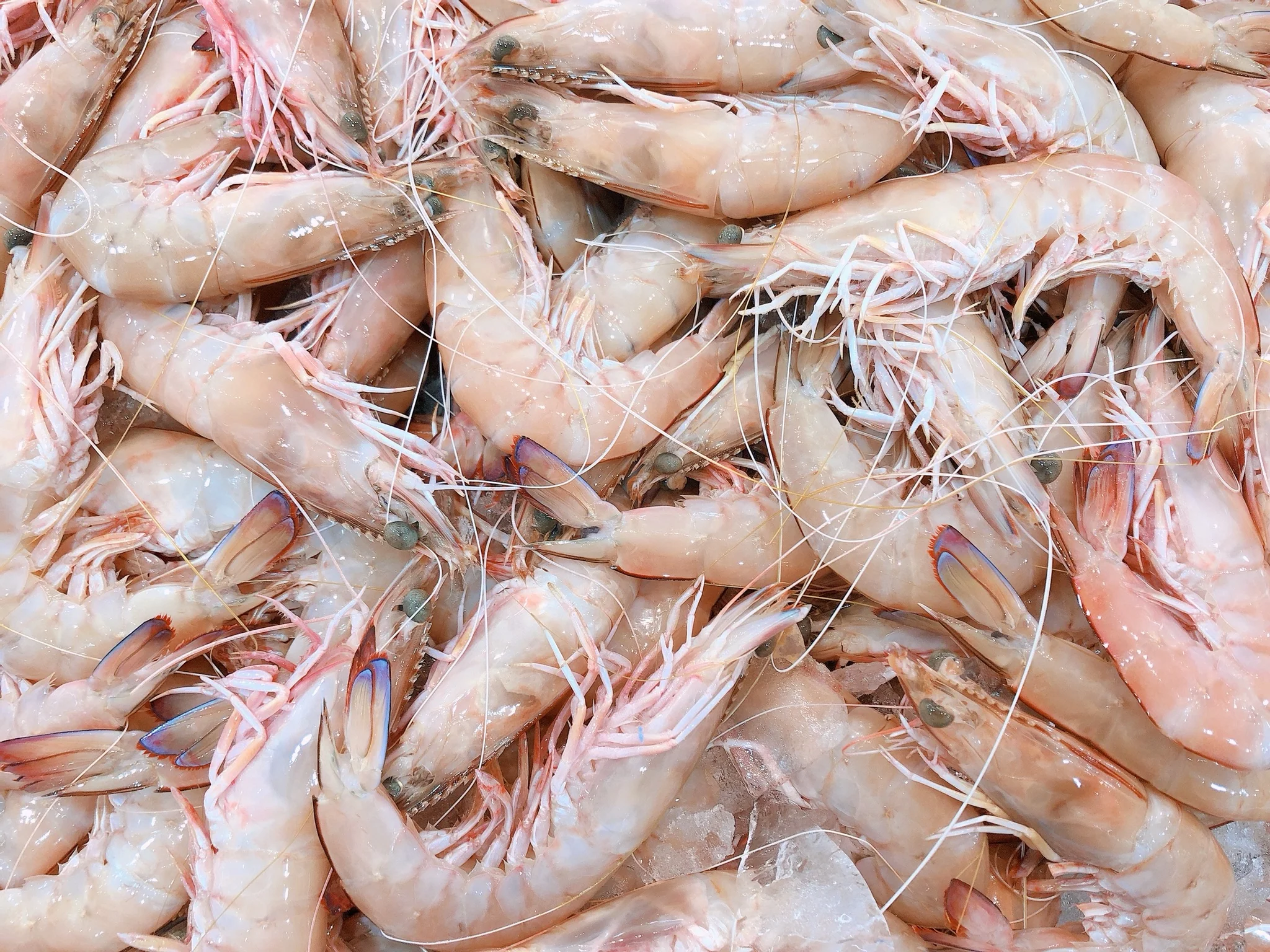XXL GREEN KING PRAWNS (MIN 500G)